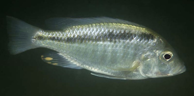 Mylochromis sp. 'chrysogaster line' Luwala Reef